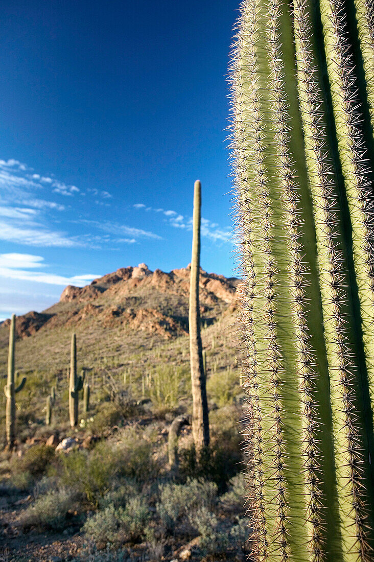 View on the Tucson mountains in late afternoon light with Saguaro cactus. Tucson. Arizona, USA