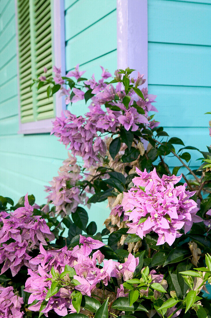 Barbados, West Coast, Holetown: The Chattel Village / Tourist Shops / Colorful Details