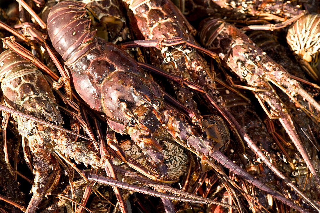 French West Indies (FWI), Guadeloupe, Grande Terre Island, Pointe-a-Pitre: La Darse / Inner Harbor - Lobsters / Fish Market