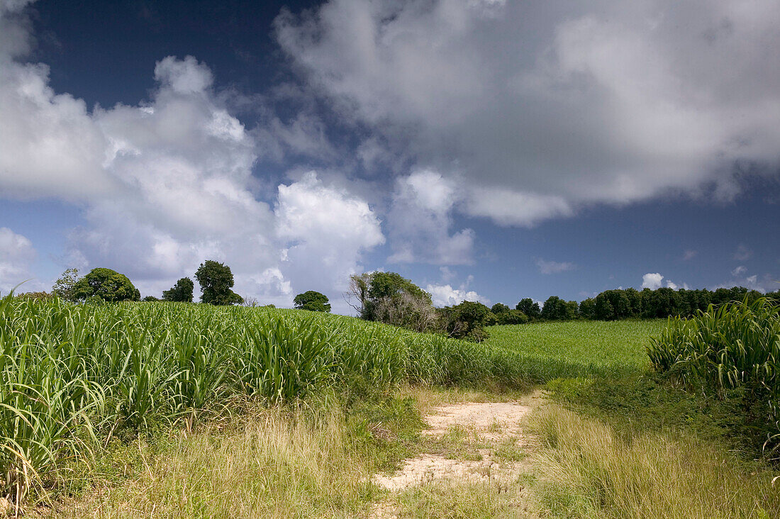 French West Indies (FWI), Guadeloupe, Marie-Galante Island, Fond Bambou: Sugar Cane Field & Road