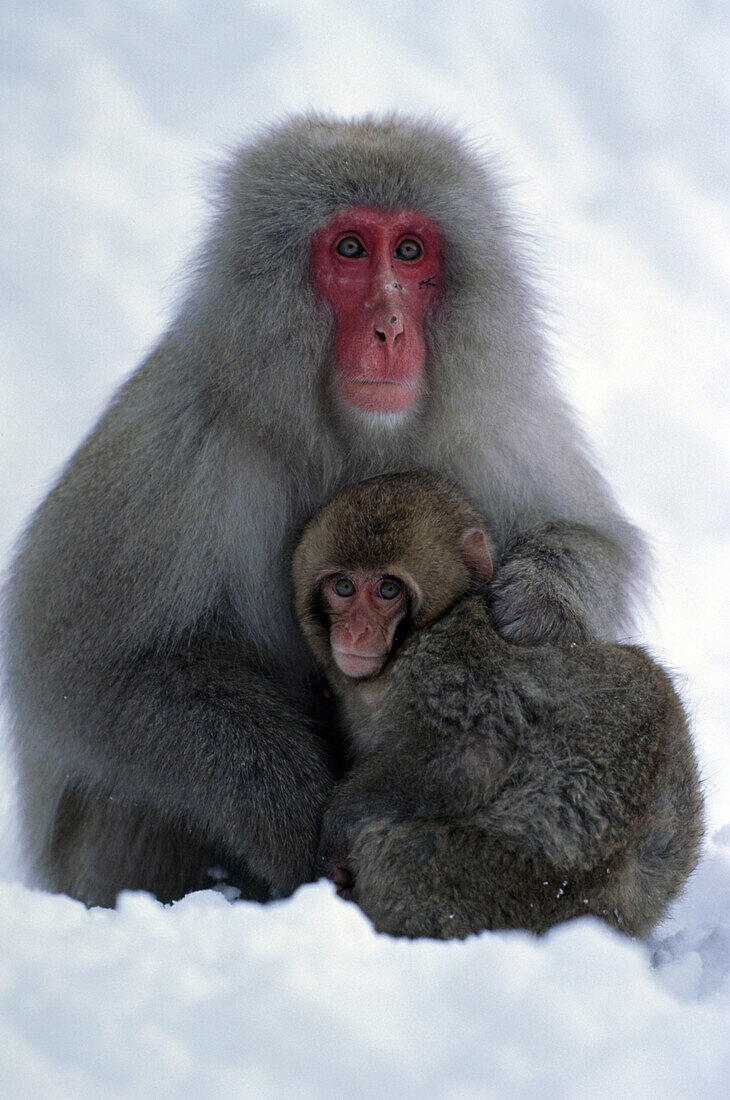Japanese macaque, Macaca fuscata, near Nagano, Japan