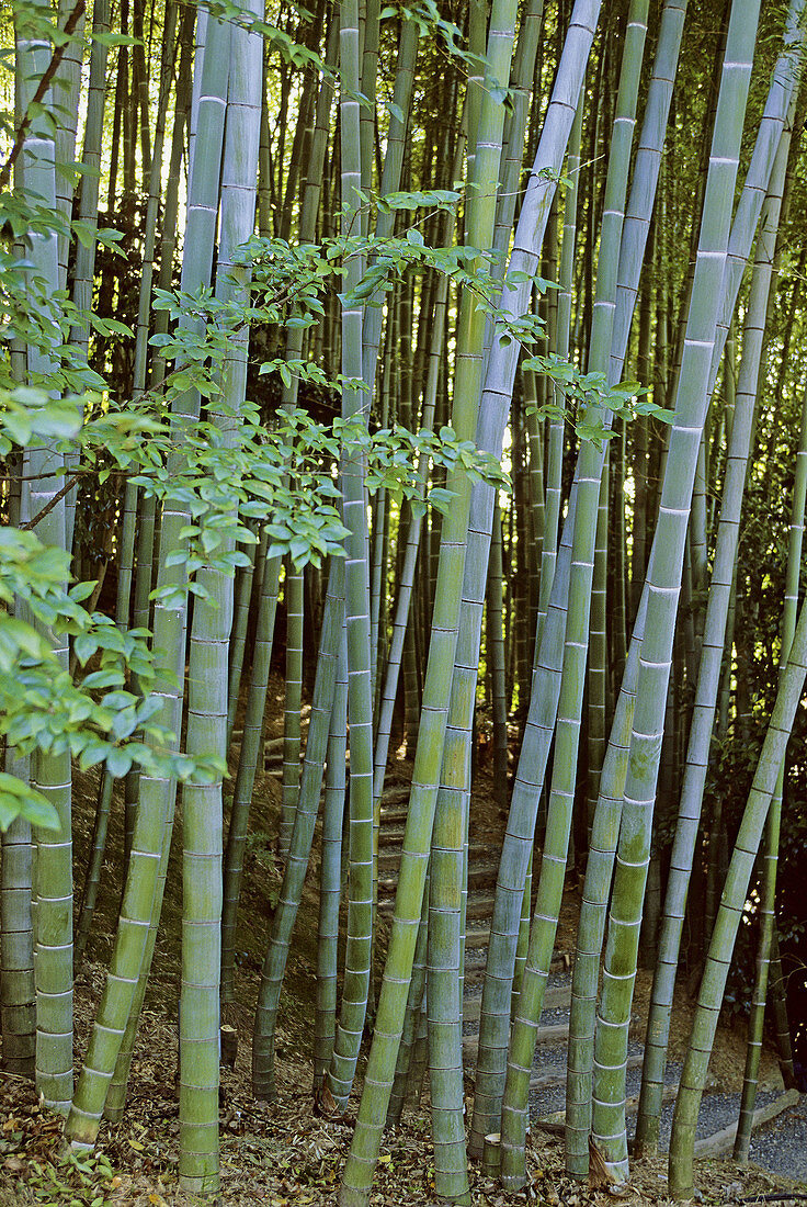 Bamboo grove. Kansai, Japan