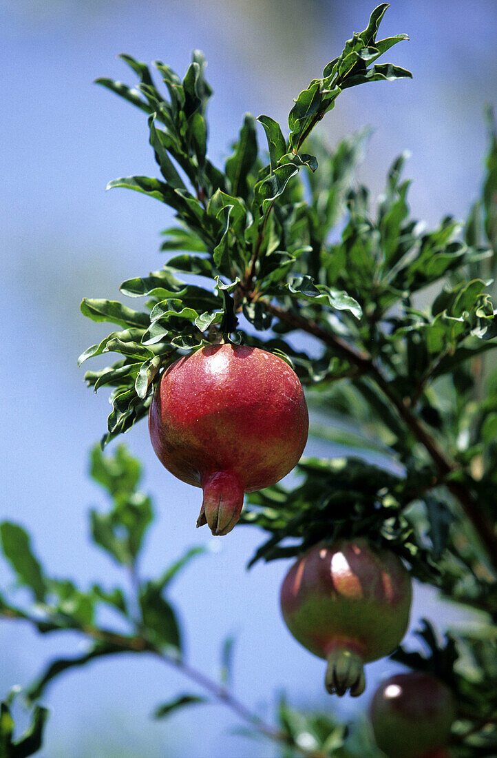 Pomegranates. Armenia
