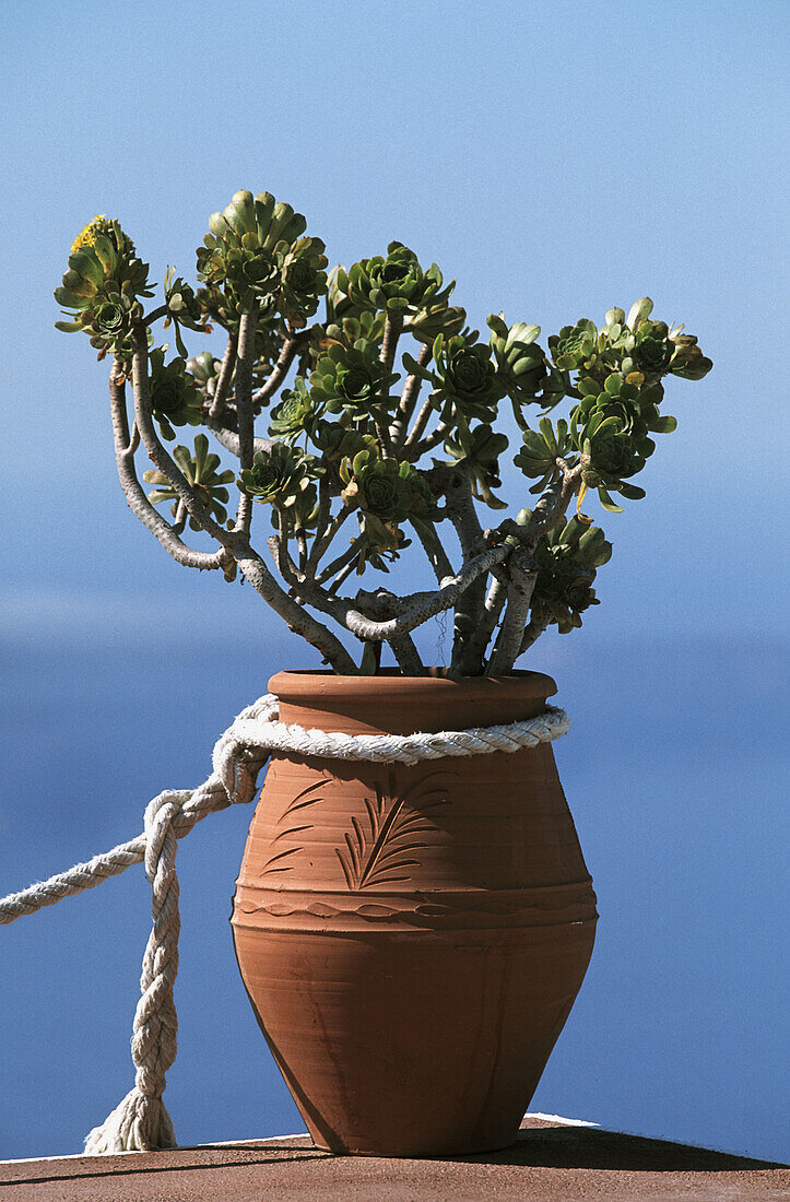  Close up, Close-up, Closeup, Color, Colour, Cyclades, Daytime, Decoration, Detail, Details, Exterior, Flowerpot, Flowerpots, Greece, Imerovigli, Island, Islands, Mediterranean Sea, Object, Objects, Outdoor, Outdoors, Outside, Plant, Plants, Pot, Pots, Sa