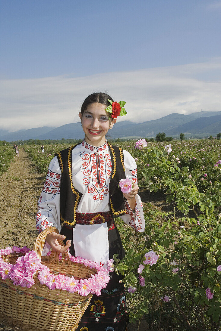 Gathering of roses. Festival of the Roses. Kazanlak. Bulgaria.
