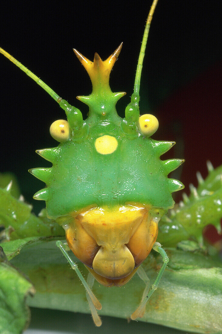 Spiny Katydid (Panacanthus cuspidatus)