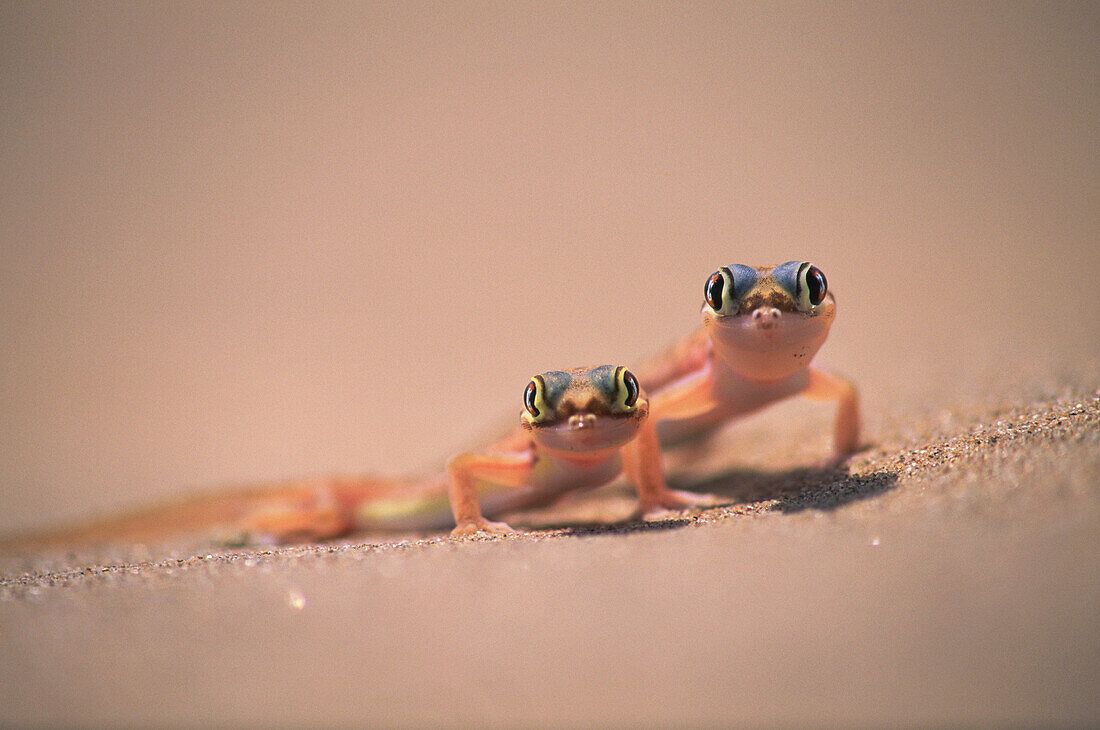 Web-footed Gecko (Palmatogecko rangei). Namib Desert. Namibia