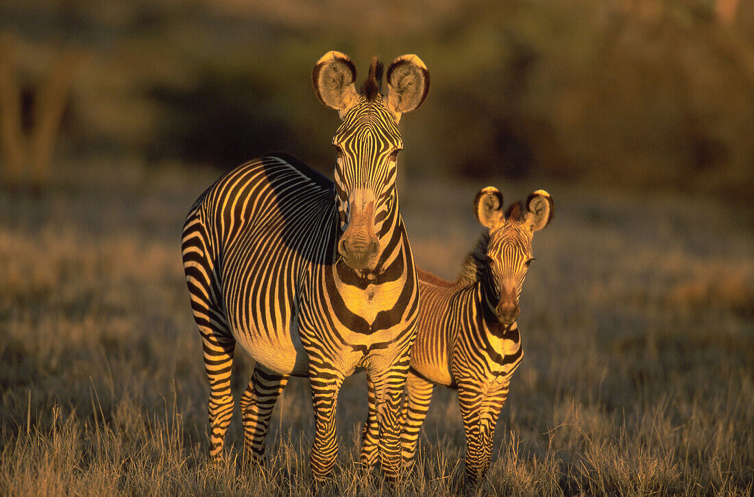 Grevy s Zebra (Equus grevyi) and foal. Lewa Downs. Kenya