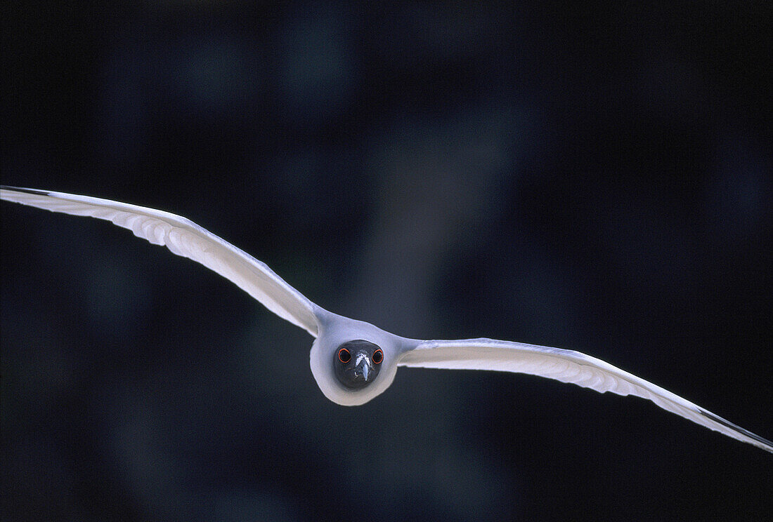 Swallow-tailed Gull (Creagrus furcatus). Galapagos Islands. Ecuador