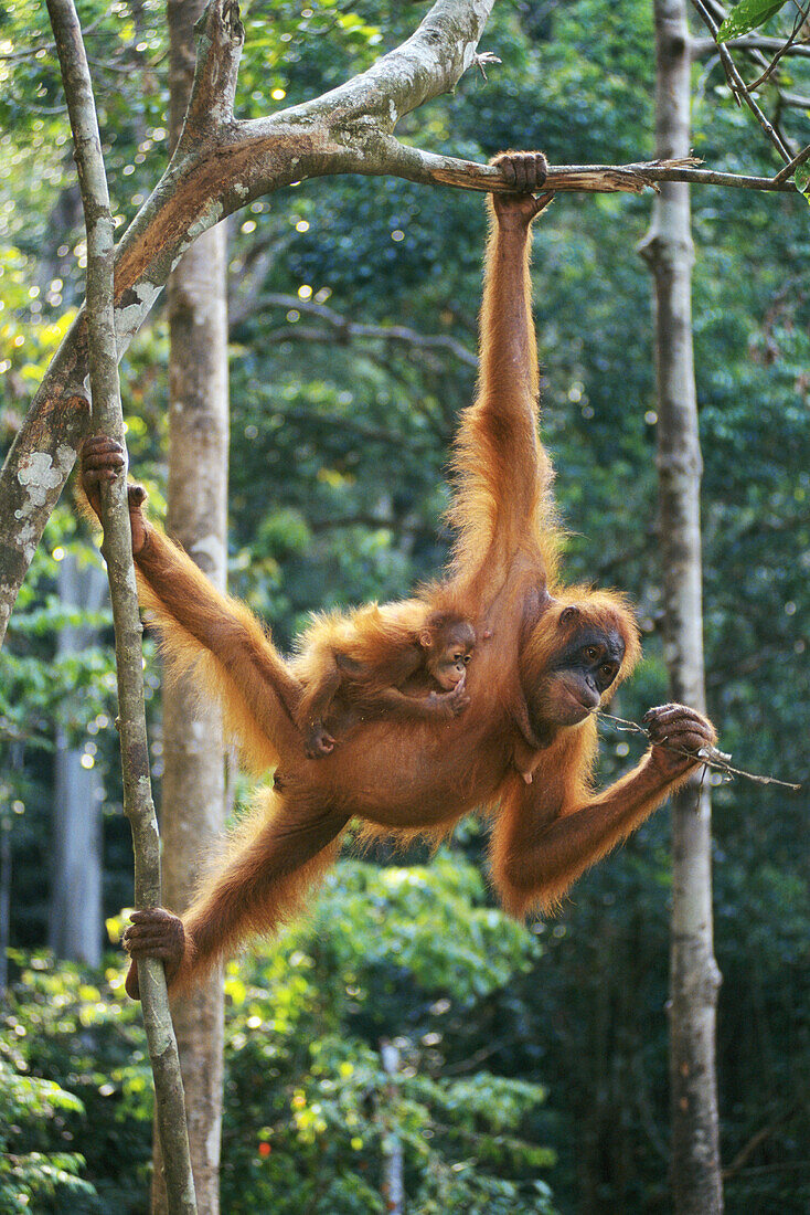 Sumatran Orangutan (Pongo pygmaeus abelii) with young. Sumatra