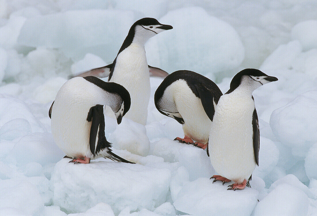 Chinstrap Penguin (Pygoscelis antarctica). Antarctica
