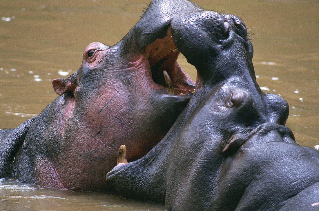 Hippopotamuses (Hippopotamus amphibius). Masai Mara. Kenya