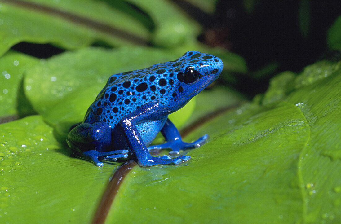 Blue Poison Dart Frog (Dendrobates azureus)