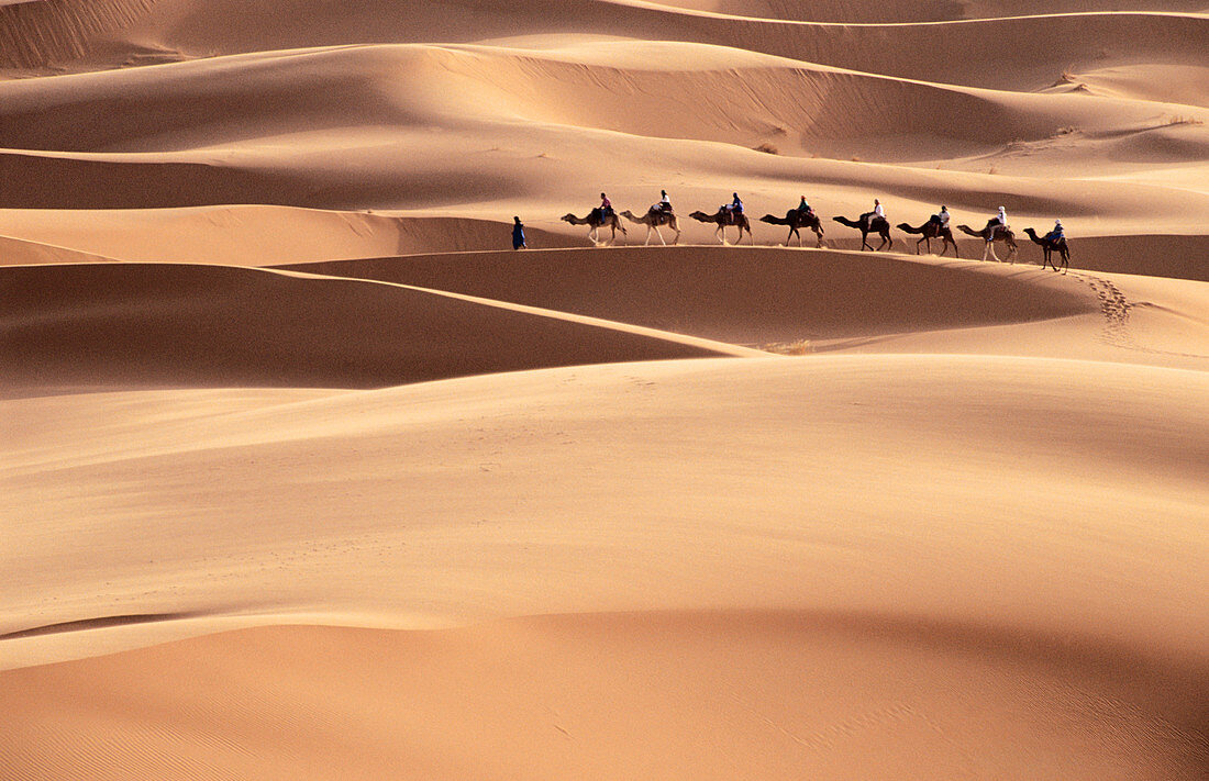 Tourist camel ride. Merzouga. Morocco