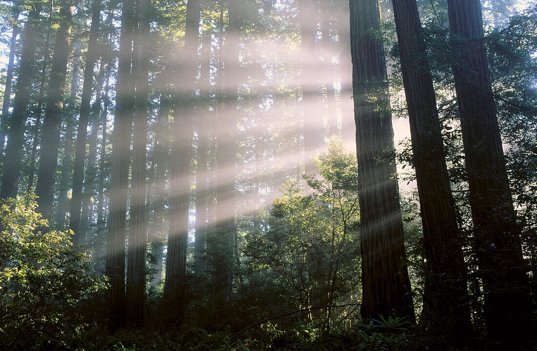 Redwood National Park. CA. USA