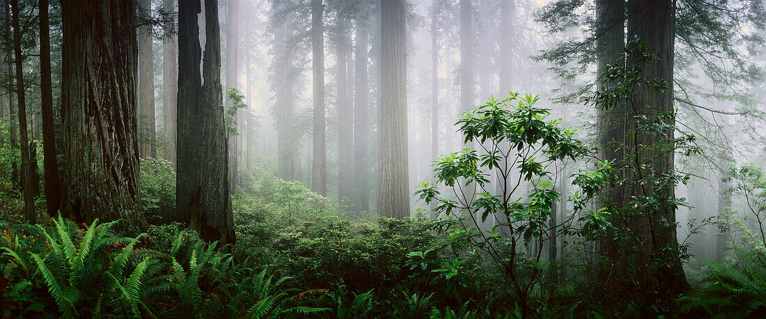 Foggy Pacific Coast Redwood forest with Pacific Rhododendron and Sword Ferns