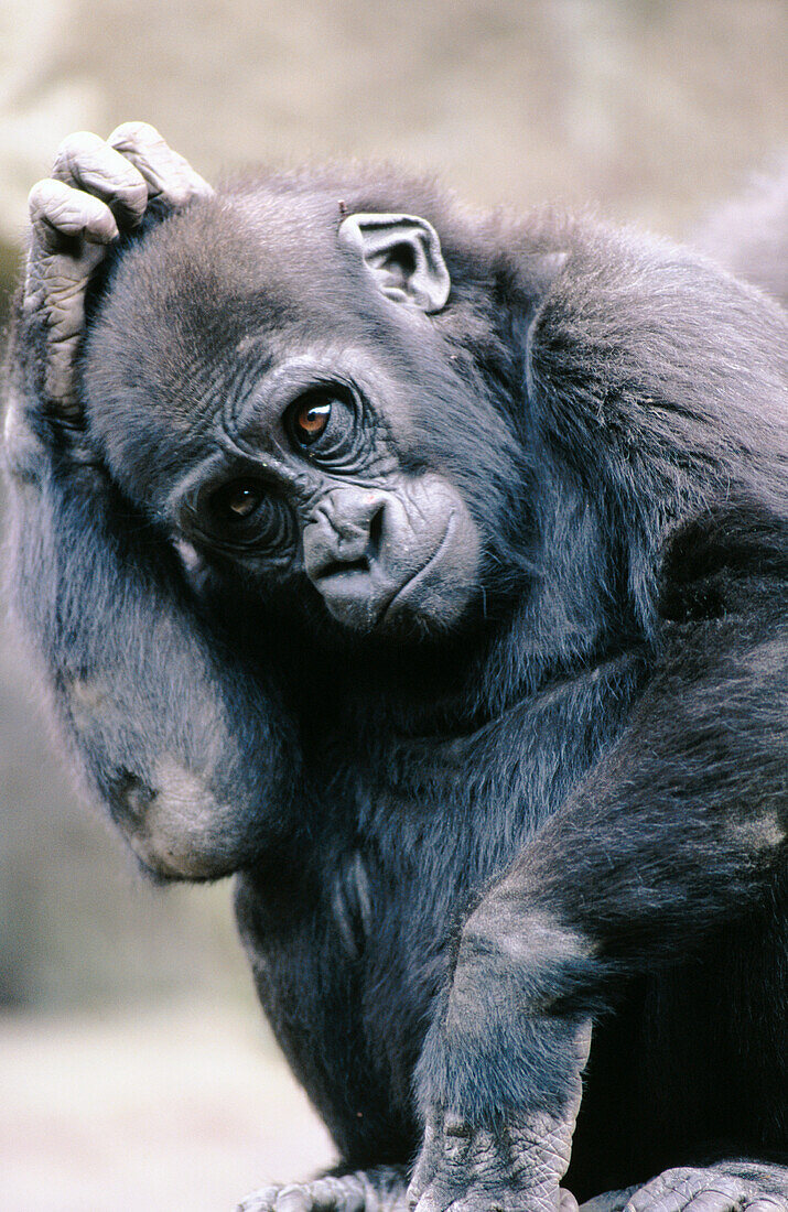 Baby Gorilla (Gorilla gorilla), captive