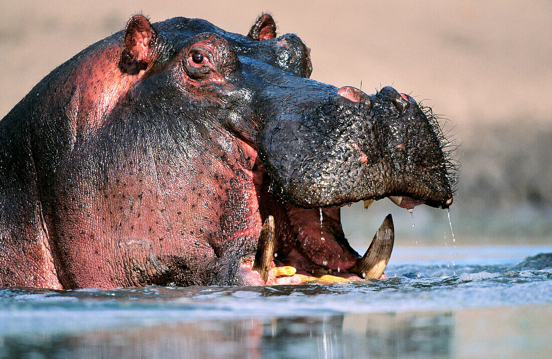 Hippopotamus. Serengeti NP. Tanzania