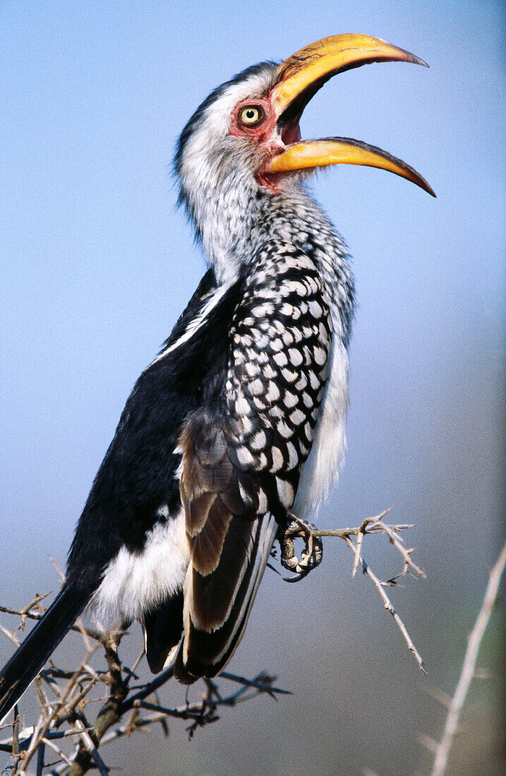 Yellowbilled Hornbill. Namibia