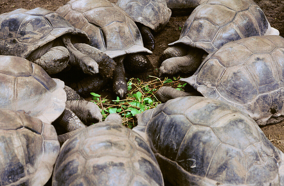 Giant turtles. La Digue Island. Seychelles