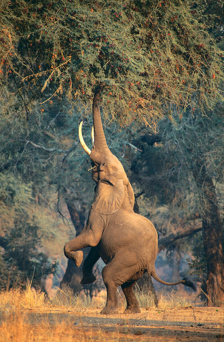 Elephant. Mana Pools NP. Zimbabwe