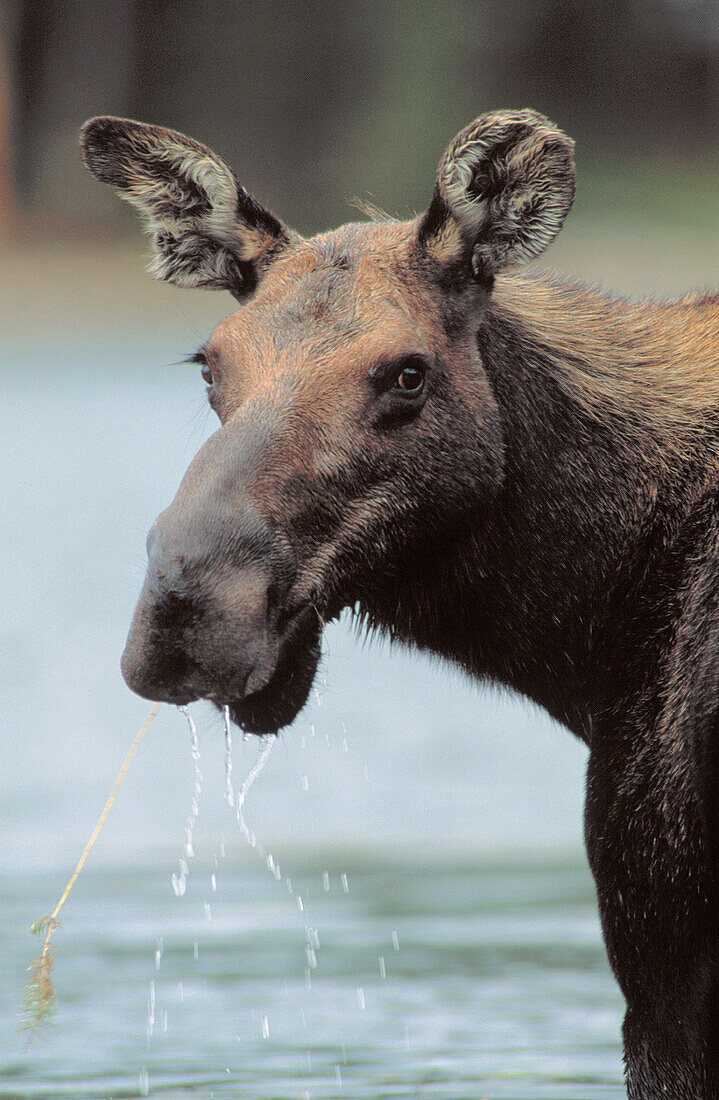 Moose (Alces alces). Montana. USA. Female moose pauses to chew on swallow aquatic vegetation that it has pulled from under the waters of Georgetown Lake Montana