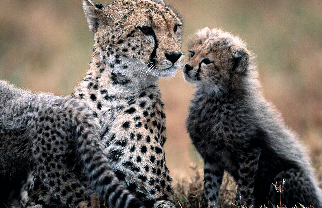 Cheetahs (Acinonyx jubatus). Masai Mara. Kenya