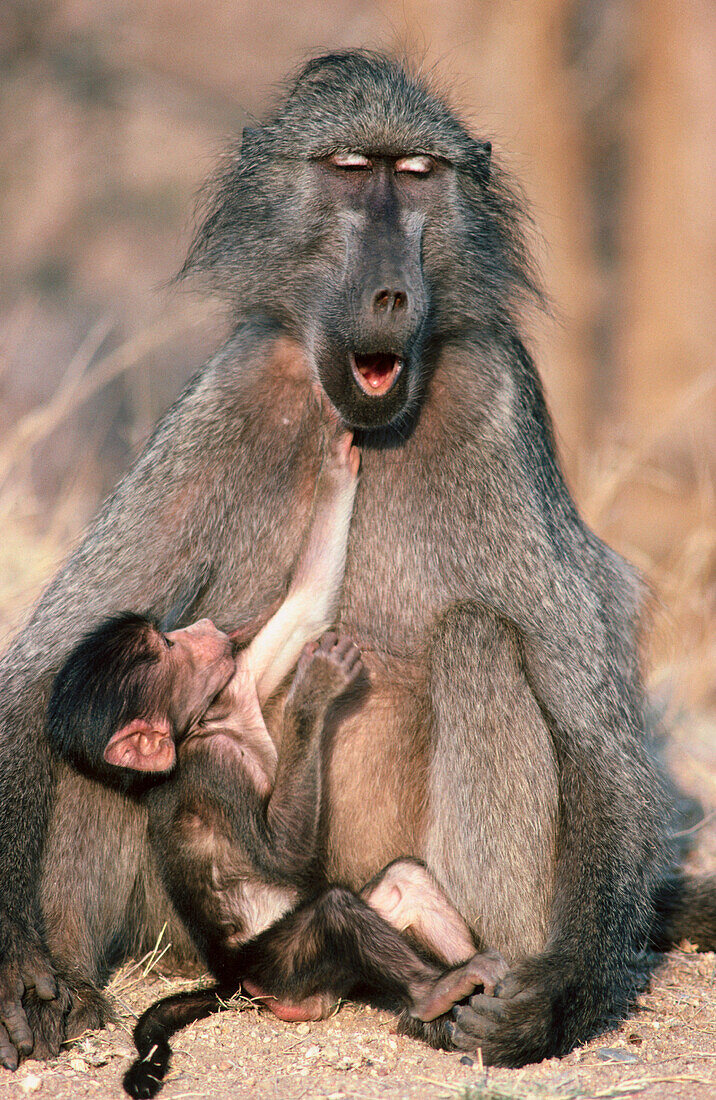 Chacma Baboons (Papio ursinus). South Africa