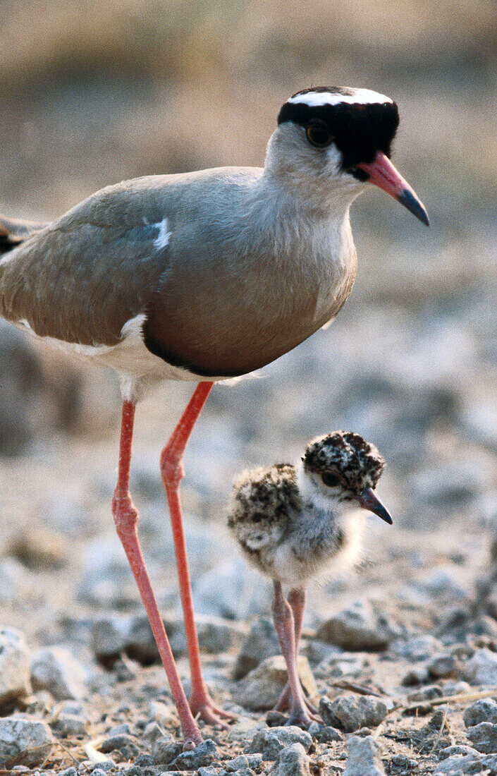 Crowned Plover (Vanellus coronatus)