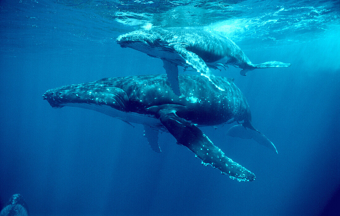 Humpback Whales (Megaptera novaeangliae)