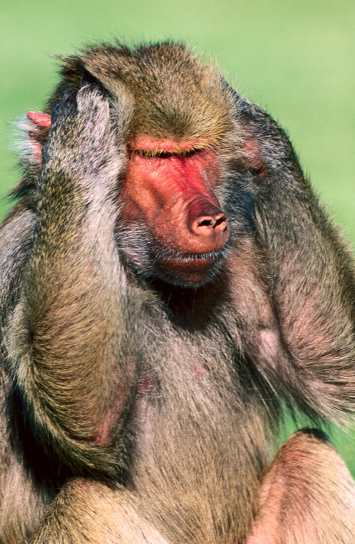 Hamadryas Baboon (Papio hamadryas)