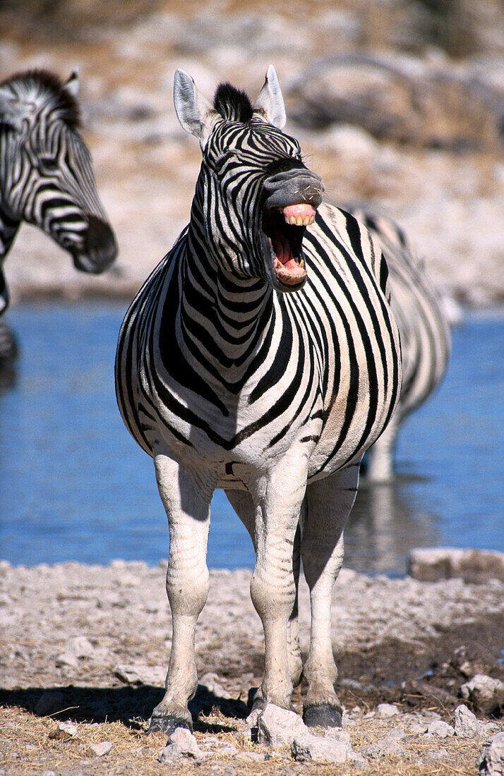 Plains Zebras (Equus burchelli). Etosha. Namibia