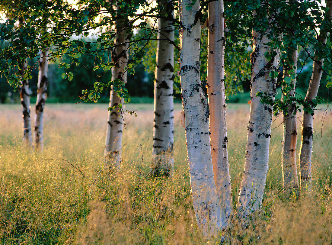 Birch trees. Västerbotten. Sweden