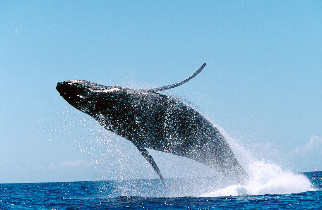 Adult Humpback Whale (Megaptera novaeangliae) breaching. Auau Channel. Maui. Hawaii