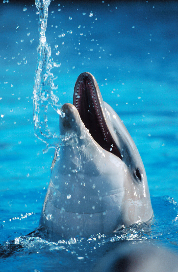 Bottlenose Dolphin (Tursiops truncatus)