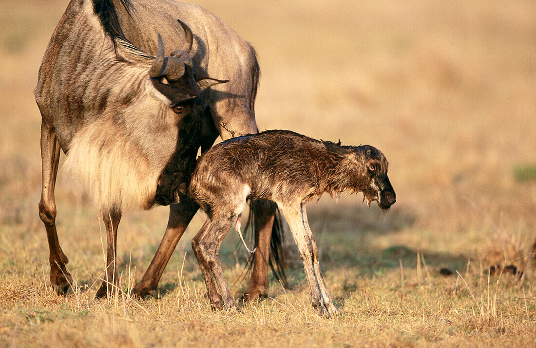 Blue Wildebeests (Connochaetes taurinus). Masai Mara. Kenya