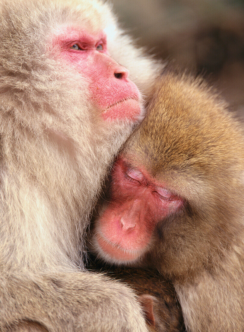 Japanese macaques (Macaca fuscata). Japan