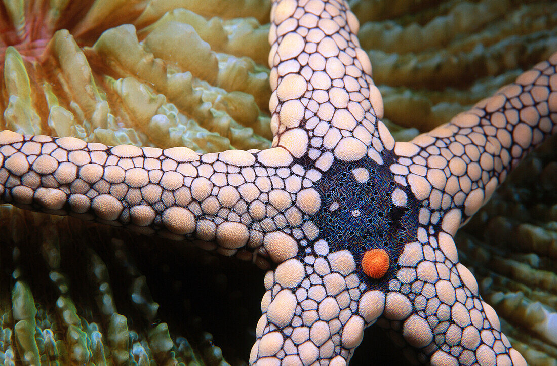 Starfish on mushroom coral. Papua New Guinea