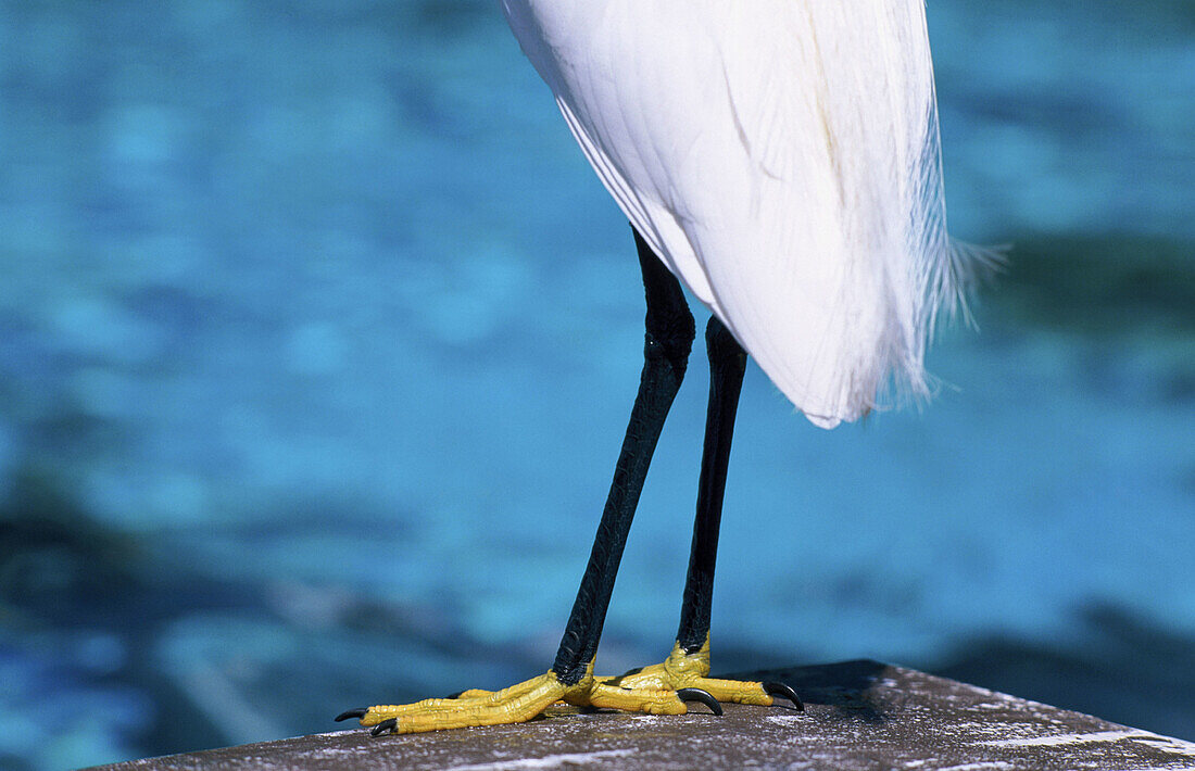 Egret legs