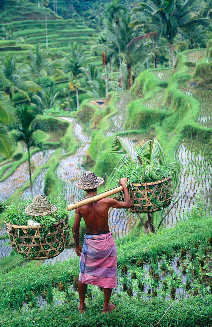 Rice fields. Pujung. Ubud. Bali. Indonesia