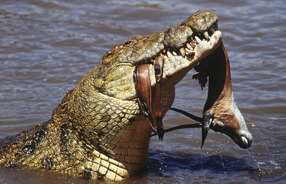 Crocodile and Grant s Gazelle. Masai Mara. Kenya