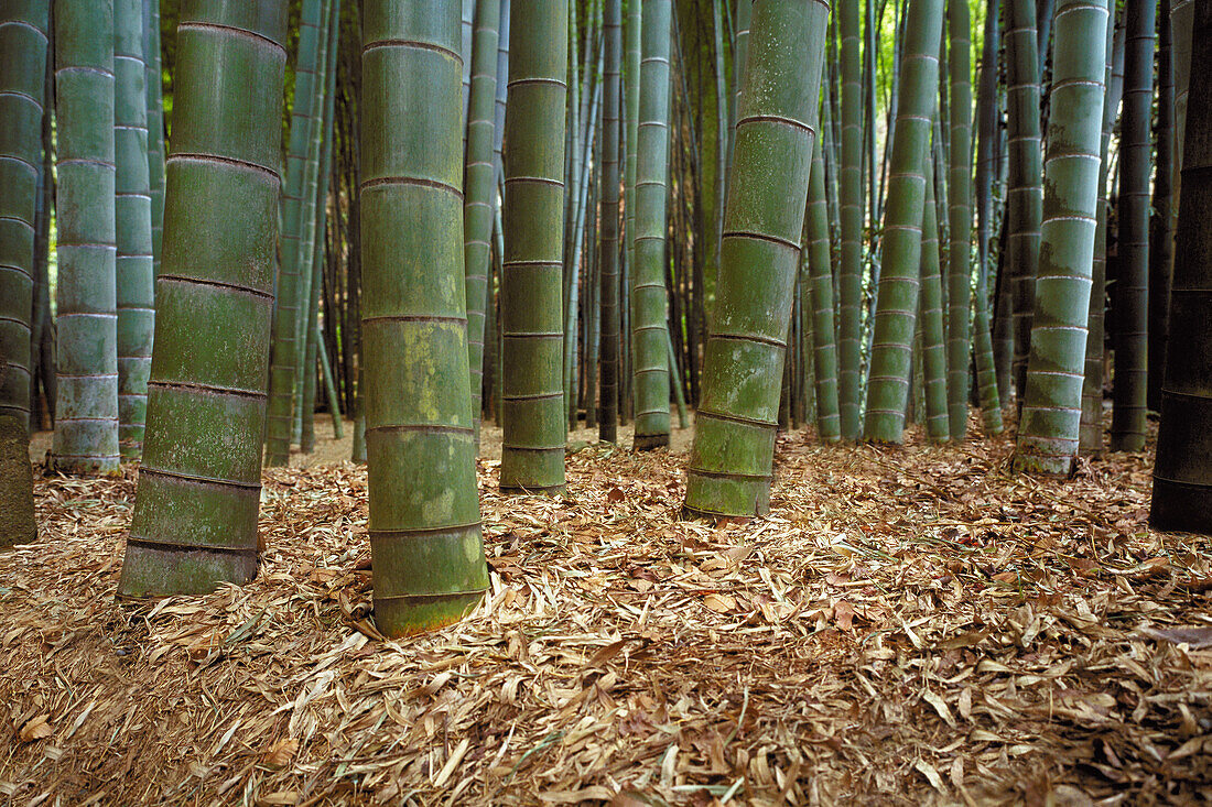 Giant bamboo. Hokoku-Ji Temple. Kamakura. Japan