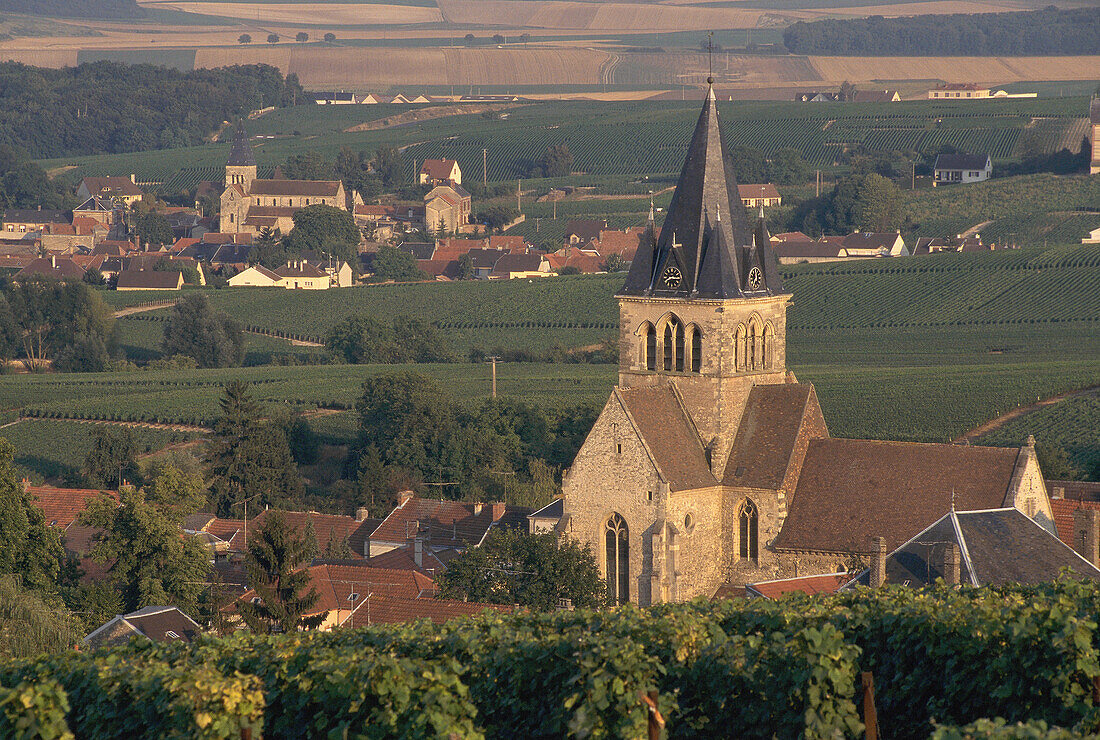 Ville-Dommange. Montagne de Reims. Champagne. France