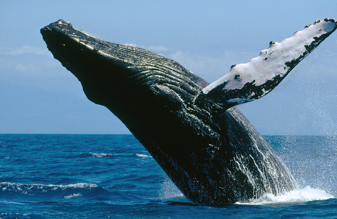 Humpback Whale