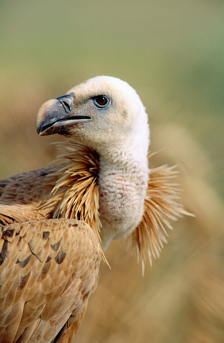 Griffon Vulture