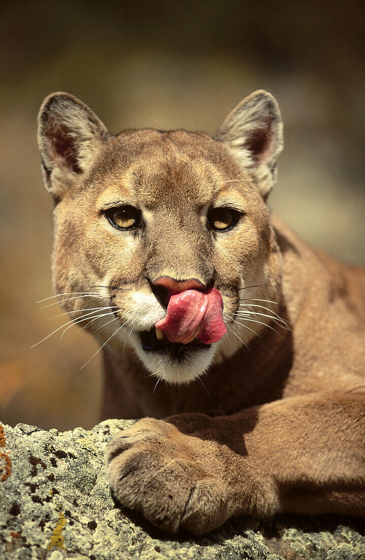 Cougar