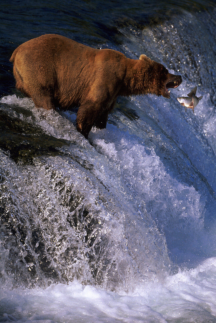 Brown Bear