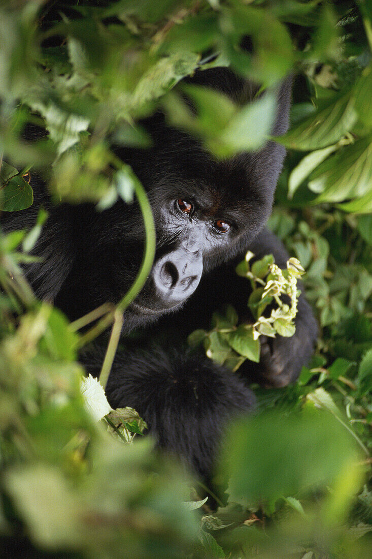 Female Mountain Gorilla