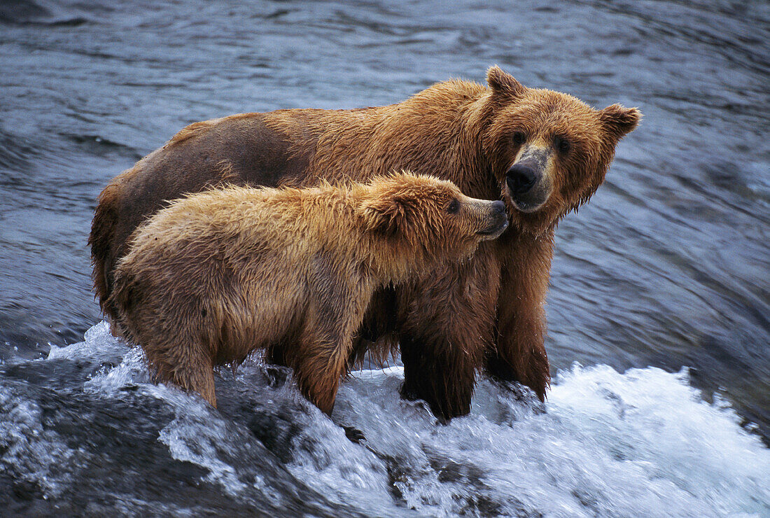 Brown Bear and Cub