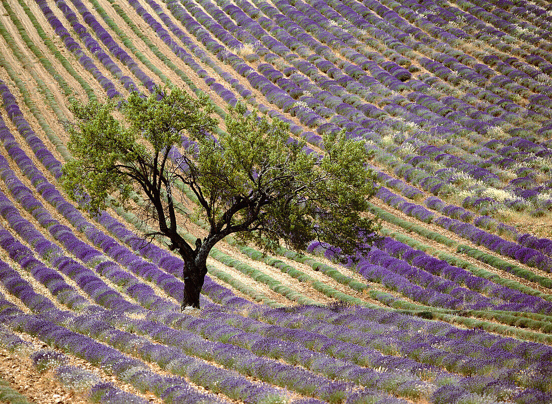 Lavender. France